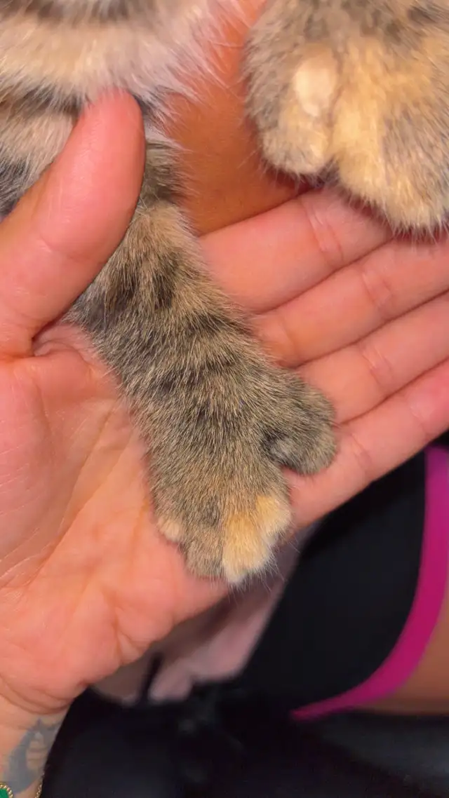 Highland Lynx Mixed in Cats & Kittens for Rehoming in Shawinigan - Image 10