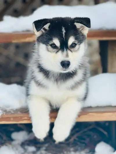Mini Husky puppies!!!, View more