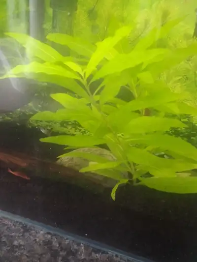 EASY Aquarium Hygrophila--2 rooted stems. jarvis/wellesley, View more