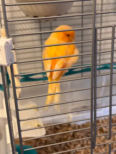 canaries for sale, View more
