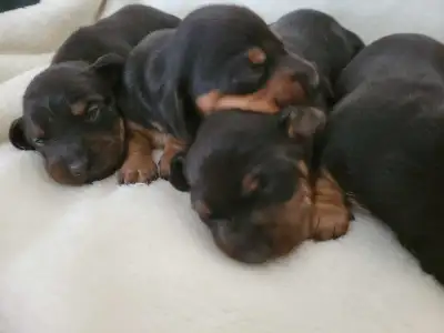 Dachshund puppies, View more