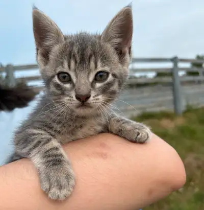 5 kittens kitten are ready for new home forever,, View more