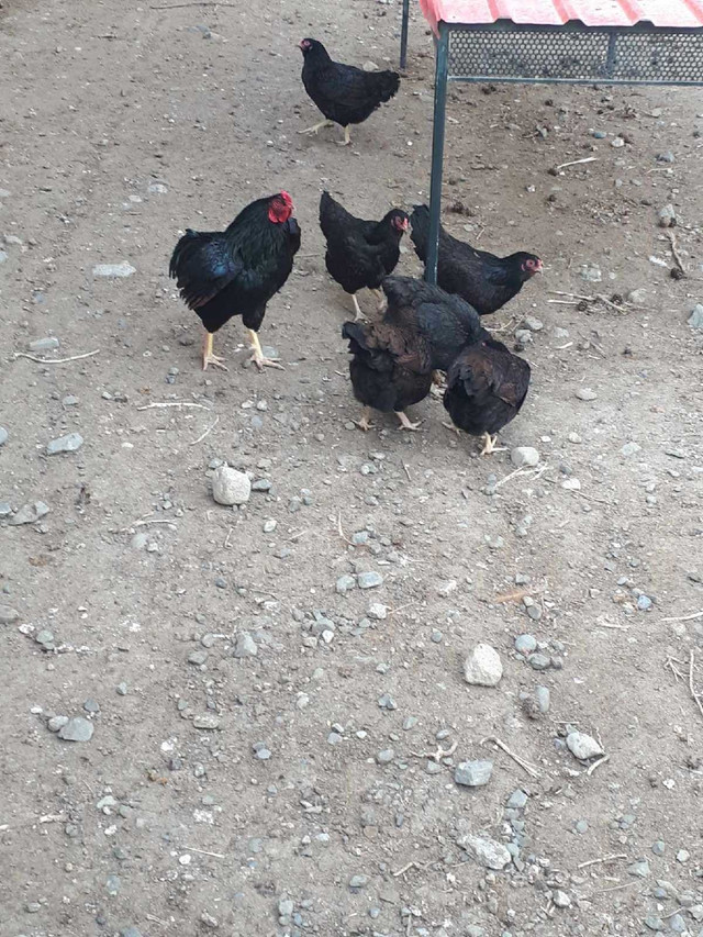 Dark cornish game hens in Livestock in Kamloops - Image 3