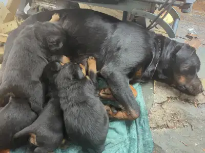 Rottweiler pups $1500, View more