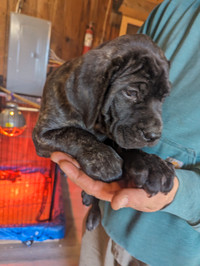 Ready to go.... Cane Corso male pup available