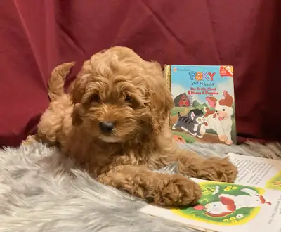 Cockapoo Puppies - DNA Tested parents, View more