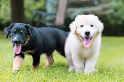 Adorable Shepherd X Puppies, View more