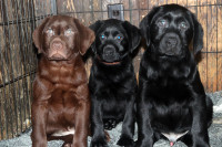 LABRADOR+BIG, BOLD, &BEAUTIFUL*REDUCED TO FIND FUREVER HOMES