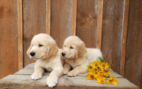 Golden Retreiver Pups