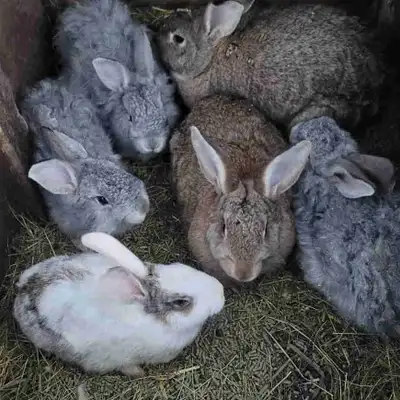 rabbit for pet, View more