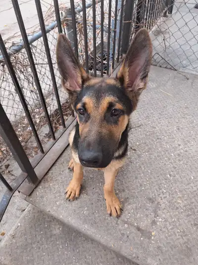 Unfixed male, half Shepherd and half Weiler. Cash only, pick up in central Winnipeg. Comes with kenn...