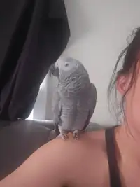 1 year old african grey 4000