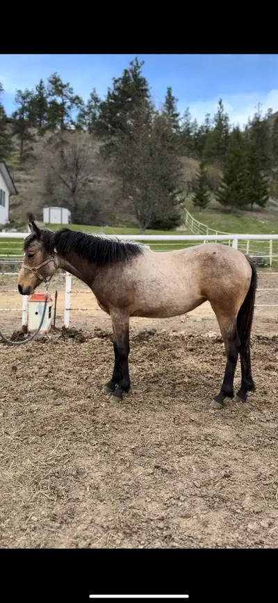 “Diva” is a yearling QH Filly, out of papered stock but was not able to obtain her sires papers to g...