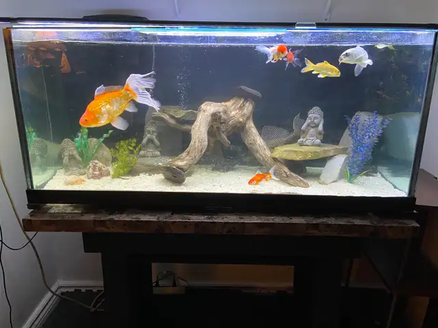 75 GALLON AQUARIUM FISH TANK $1100 - Pickering in Accessories in City of Toronto - Image 11
