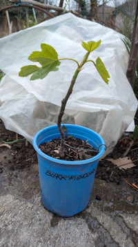 Fig trees for sale - lots of varieties