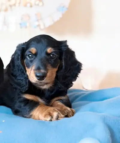 Mini Dachshund Puppies – Ready to go now, View more