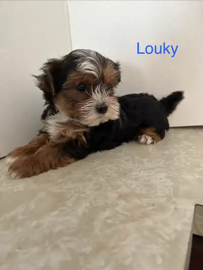 Yorkshire Biewer croisé Morkie, View more