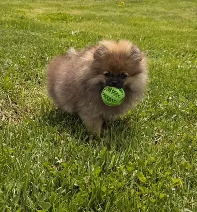 Pomeranian puppies, View more