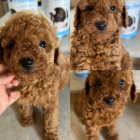 Dark Red toy poodle for rehoming