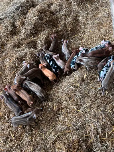 Heritage Piglets For Sale, View more