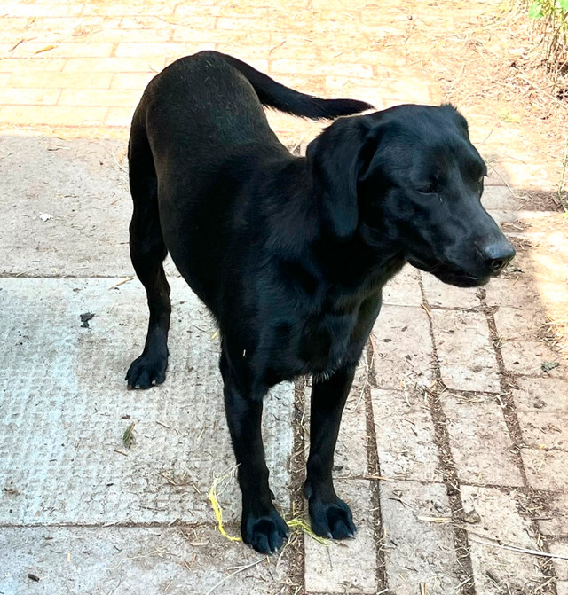 Black Lab in Dogs & Puppies for Rehoming in Ottawa - Image 2