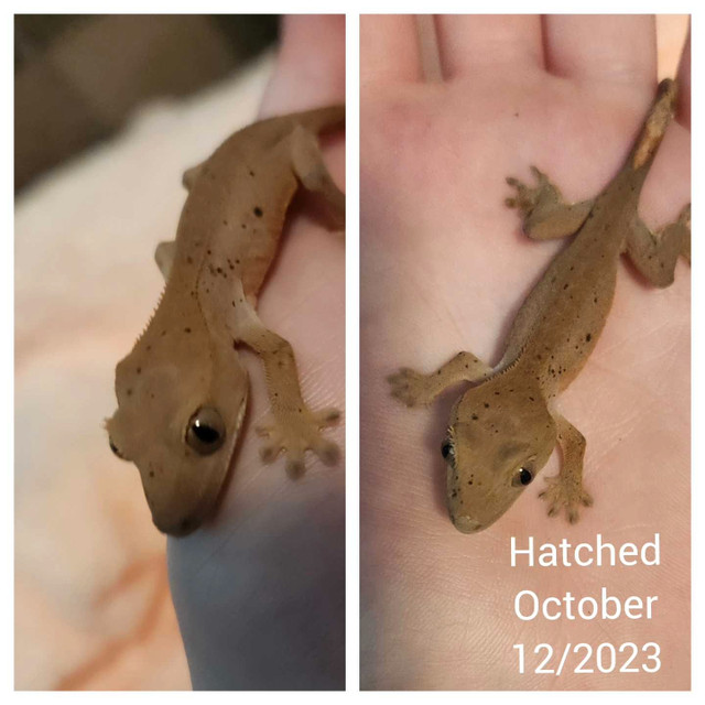 Dalmation crested gecko in Reptiles & Amphibians for Rehoming in Delta/Surrey/Langley