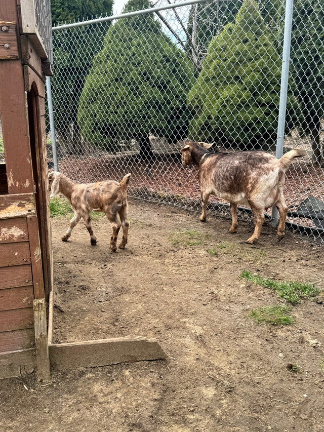 NUBIAN GOATS  in Livestock in Abbotsford