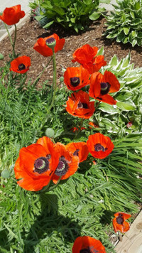 Perennial Oriental Poppy 'Prince of Orange' plant