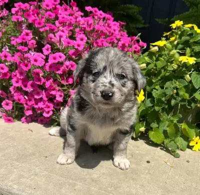 Australian Shepherd/Golden retriever please call   705-995-5137, View more