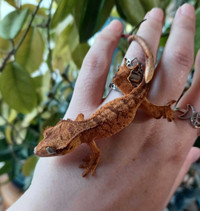 Gorgeous Tiger Crested Gecko, poss female