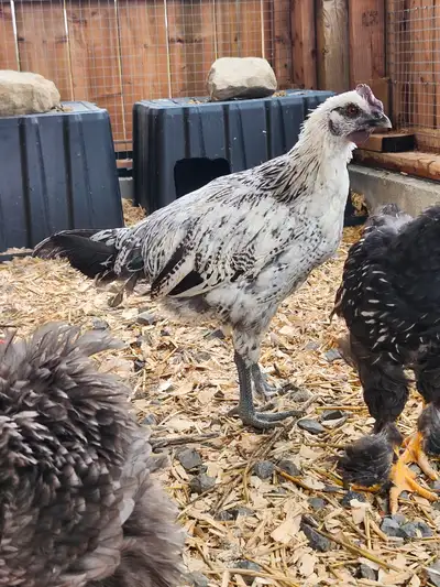 Jolie coq Hmong de 5 mois a la recherche d'un nouveau poulailler .