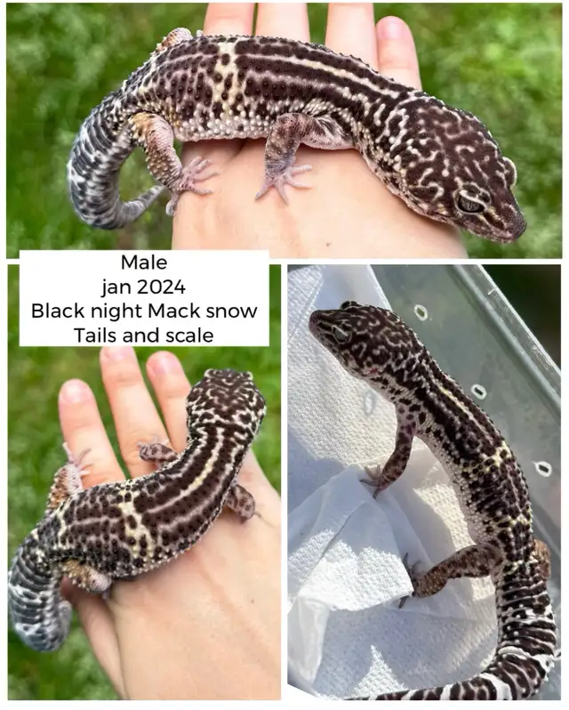 gecko léopard black night Mack Snow mâle in Reptiles & Amphibians for Rehoming in Laurentides - Image 2