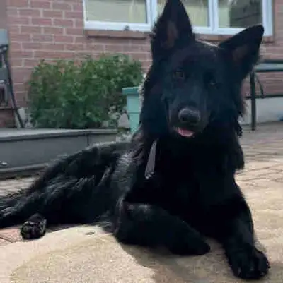 Loving all black German shepherd, View more
