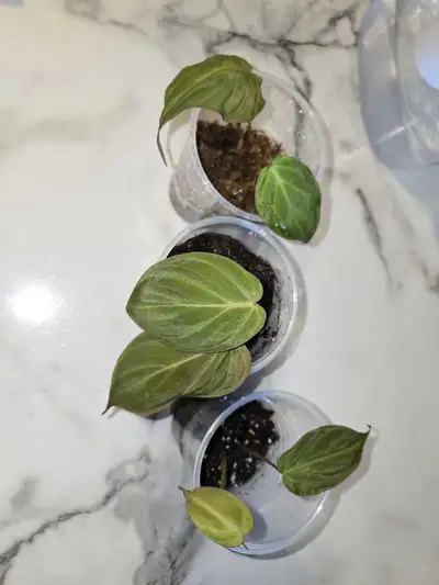 Heartleaf Philodendron MICANS CUTTINGS FOR SALE✨️, View more