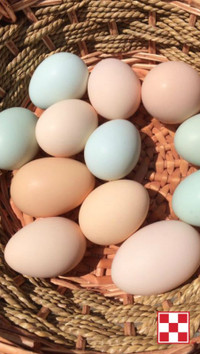 BYM Hatching Eggs