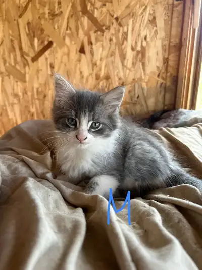 Chatons qui ont présentement deux mois. Seront prêt au début Mai. Ils sont propres, affectueux. Vous...