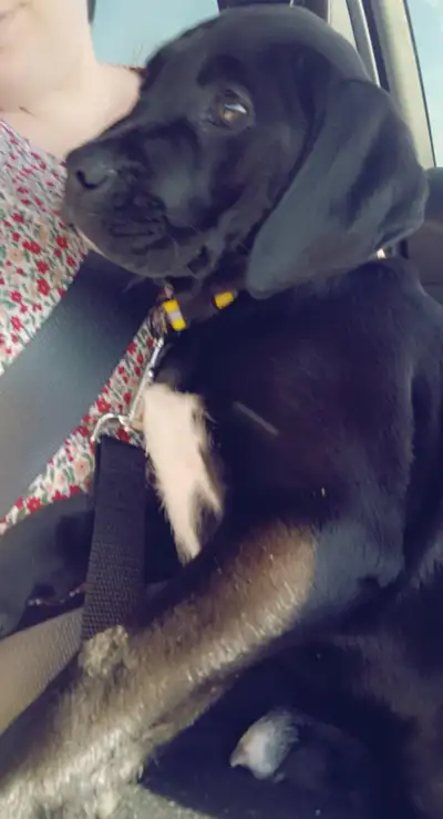 900 no shots beagle husky massive mix Born February 14th 2025 Comes with xl dog cage food tray and w...
