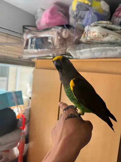 Hi im selling my male meyers 2017 i was told he is a breeder and had mated before which fertilized 3...