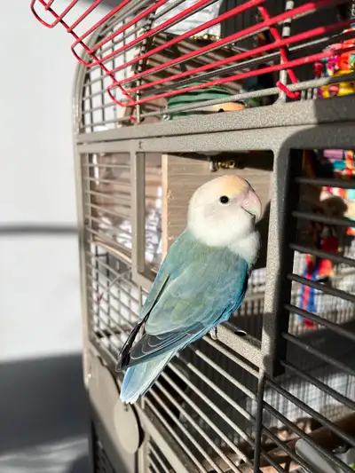 male blue peachface lovebird, View more