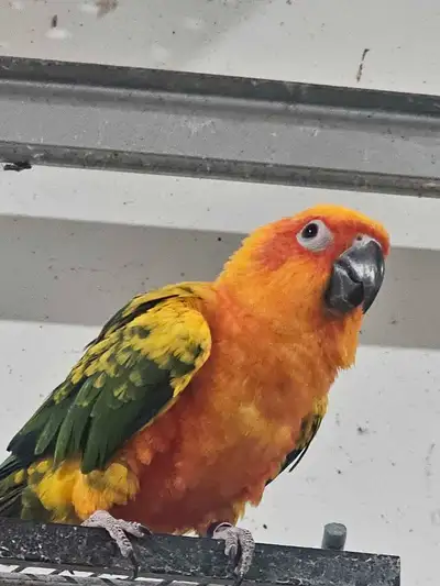 Sun conure for sale , View more