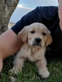 Golden Retreiver Puppys.    One male puppy available!!!