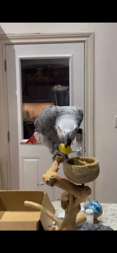 meet your new best friend Sterling the African Grey Parrot, View more