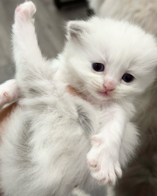 TICA registered purebred RAGDOLL kittens-1 female left! dans Chats et chatons à adopter  à Ville de Montréal - Image 3