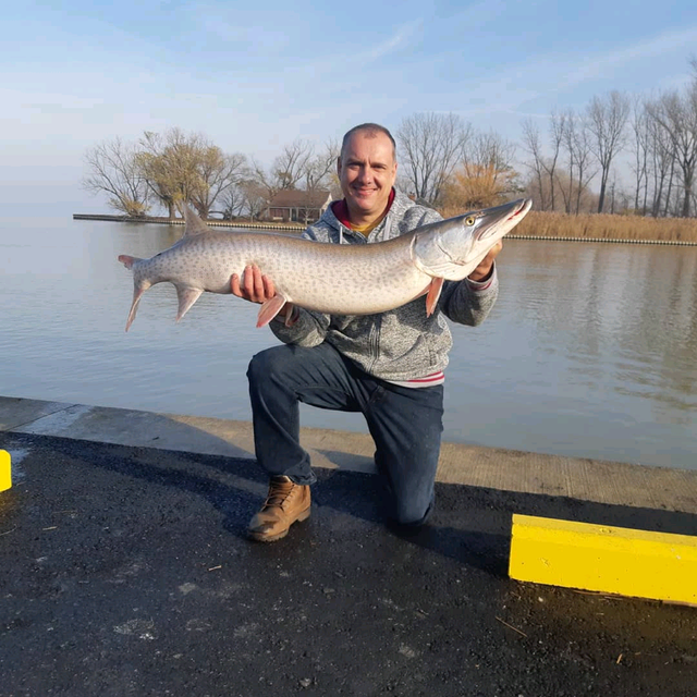 Muskie walleye and pike spinner baits in Fishing, Camping & Outdoors in Norfolk County - Image 6