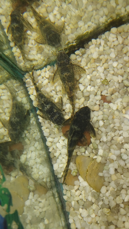Exotic  Quintet Pleco Pair for Aquarium Fish Tank For Sale in Fish for Rehoming in Ottawa - Image 2