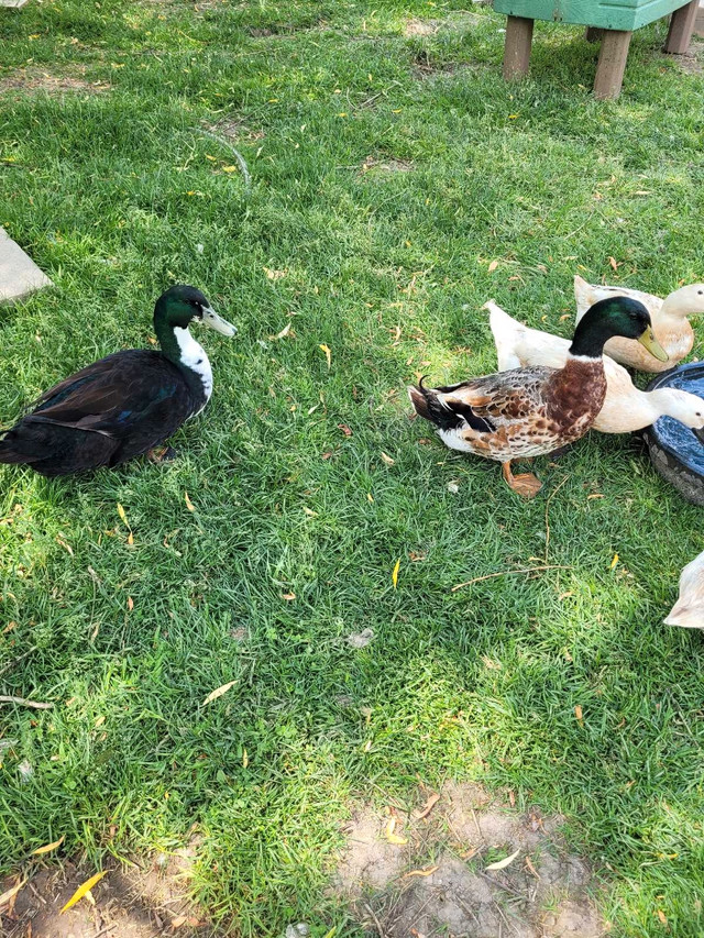 Drakes need new home in Other Pets for Rehoming in Owen Sound