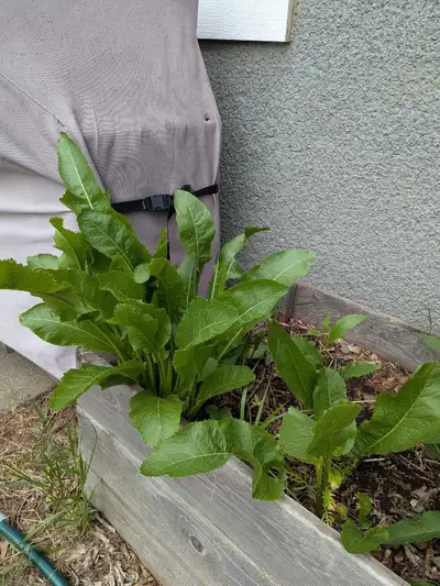 free horseradish plants (pending pickup), View more