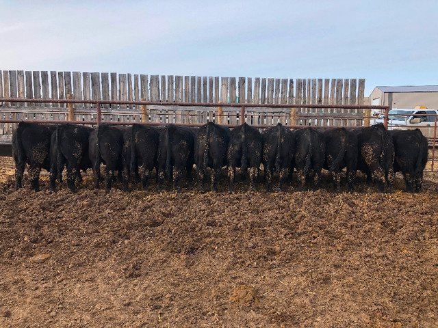 Registered Black Angus Bulls in Livestock in Swift Current - Image 3