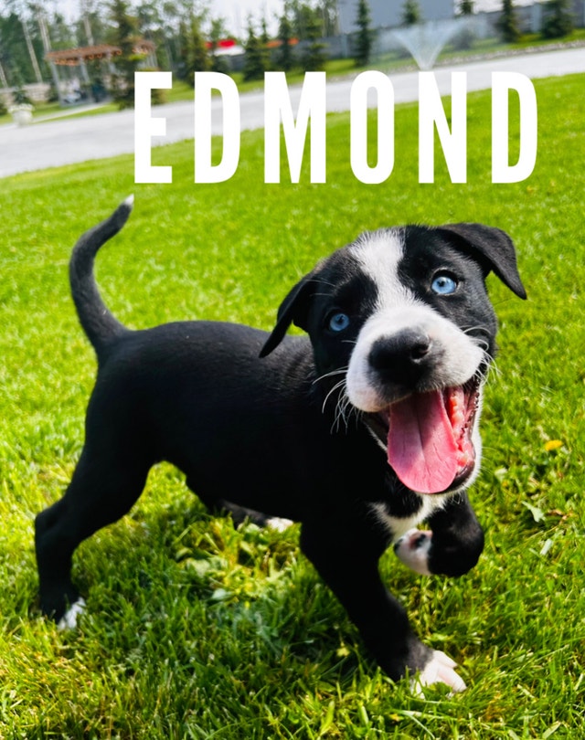 3 Adorable Rescue Puppies Available Dogs & Puppies for Rehoming Edmonton Kijiji