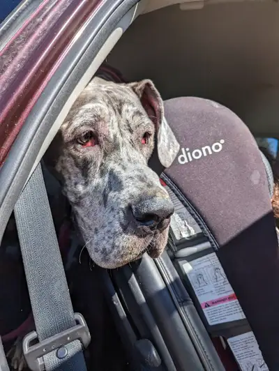 2 year old Great Dane Spayed Female, View more